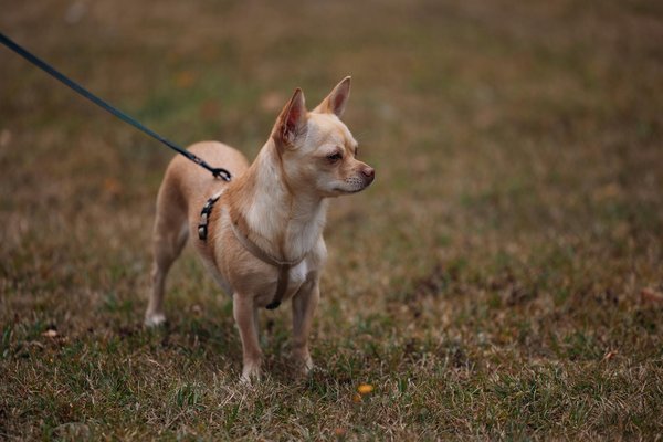 How do UK businesses foster innovation in a competitive market?