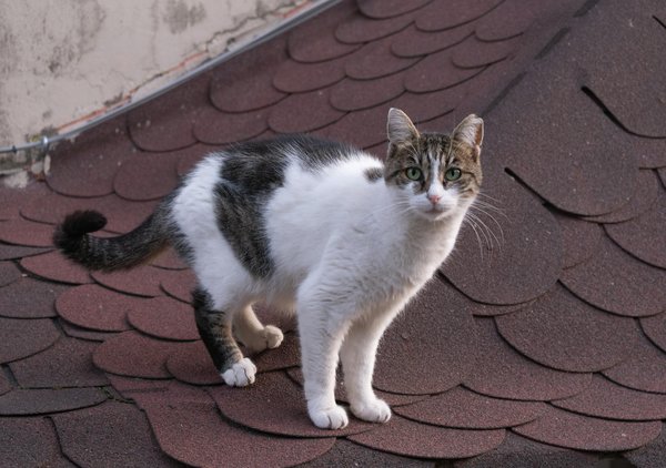 Teams most likely to face relegation in 2025-26 season